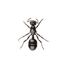 Maybe you would like to learn more about one of these? Little Black Ant Identification Habits Behavior Vermont Pest Control