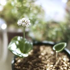 Image result for Eriospermum roseum