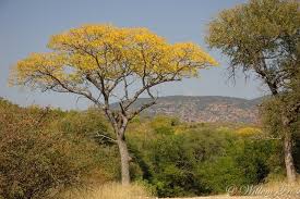 Image result for Kirkia