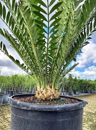 Image result for Encephalartos ferox