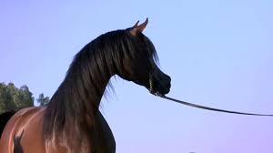 It is also one of the oldest breeds, with archaeological evidence of horses in the middle east that resemble modern arabians dating back 4,500 years. O Arabian A Film Loveletter To The Incredible Arabian Horse Youtube