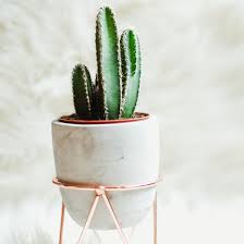 The costs of a foreign policy that emphasizes us global preeminence are now. Planting And Positioning Your Cactus Gardening Tips Mother Earth Living