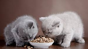Kisirlastirilmis Kedi Mamasi Nedir Kedi9 Com Kedi Evcil Hayvan Bakimi Yavru Kediler
