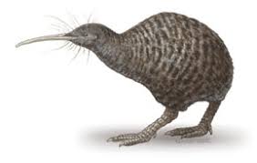 Image result for Pteris kivuensis