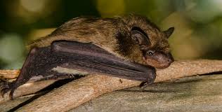 Ultrasonic bat repellent devices are very effective against bats. Should I Buy An Ultrasonic Bat Repellent Machine Virginia Bat Pros