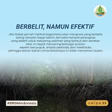 Mangrove, si benteng pertahanan alami ini memiliki beragam manfaat, tidak  hanya untuk lingkungan sekitarnya, juga bagi makhluk hidup yang bergantung  pada ekosistem ini. NOLIPEDIA kali ini, Eli bakal jelasin tentang beragam  manfaat