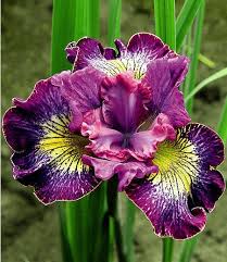 Iris Censation How Audacious 3 Knollen Im Mein Schoner Garten Shop Beste Blumen Lila Blumen Exotische Blumen