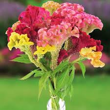 Image result for Celosia