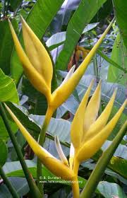 Pin On Tropical