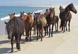 Prosperity Of Canada S Sable Island Horses Linked To Rising Seal Population Horsetalk Co Nz