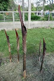 Image result for Amorphophallus goetzei