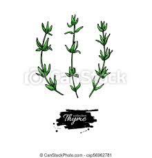 Feuilles vertes, herbe de romarin thymes cheveux, herbes, nourriture, gens png 570x570px 277.11kb; Vecteur Plante Thym Leaves Isole Drawing Vecteur Plante Thym Cuisine Organique Isole Leaves Herbier Epice Canstock