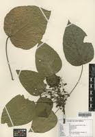 Image result for Macaranga capensis