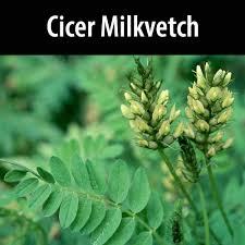 Image result for Cicer