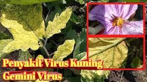 5 olahraga yang baik dilakukan di rumah saat. Cara Pengendalian Penyakit Virus Kuning Pada Tanaman Terong Gemini Virus Youtube