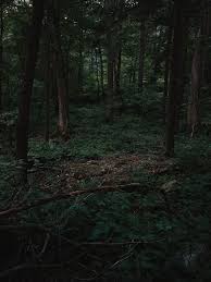Pin By Klara On Hecate Woods Photography Dark Wood Nature Aesthetic