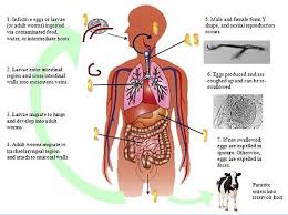 We did not find results for: Parasitic Infection Meaning In Hindi