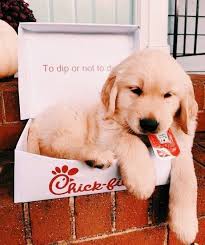 Along with their desire for play, they are loveable, polite, and easily trained due to their high intelligence. Vsco Bestvscovibes How Can The Dog Be So Small Cutepuppyfluffy Cute Puppy Dog Animal Pets Cute Baby Animals Cute Dogs And Puppies Cute Puppies