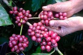 Image result for Coffea sp. A