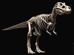 Tyrannosaurus Rex Skeleton By Damir G Martin On Deviantart Tyrannosaurus Tyrannosaurus Rex Skeleton Tyrannosaurus Rex