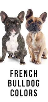 Cocoa coat color in french bulldogs. French Bulldog Colors All The Colors A Frenchie Can Have