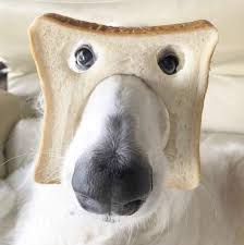 Pure Bread Dog Album On Imgur