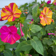 Image result for Mirabilis