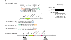 Add miti price alert hide sticky hide intro moderator: Comparison Between The Cas12a Hiti Cas12a Miti And Cas9 Hiti Download Scientific Diagram