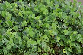 Image result for Marsilea vera