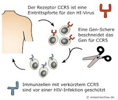 Hiv steht für human immunodeficiency virus/menschliches immunschwächevirus. Gentherapie Gen Scheren Gegen Aids Und Blutkrebs Wissensschau De
