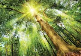 With cliff curtis, chipo chung, cillian murphy, michelle yeoh. Fototapete Tapete Sunshine Trees In The Forest Bei Europosters Kostenloser Versand