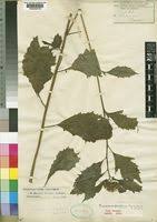 Image result for Crassocephalum montuosum