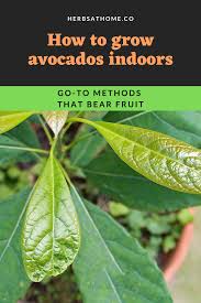 It has a branched trunk (grows up to 20 meters high) and a thick, persistent crown. Pin On Gardening Tips Tricks