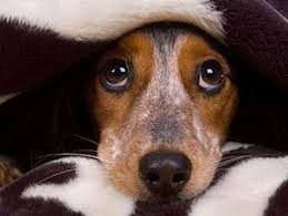 We did not find results for: Medication Errors In Pets How To Lower The Risk