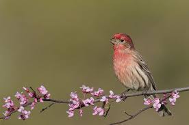 Bird With Red Head And Chest Purple Finches Are Heading South Finches Birds Blooms Best Bird Feeders Finches Bird Bird Seed