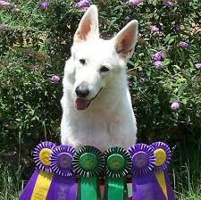 Check spelling or type a new query. Foxhunt White Shepherds Home Facebook