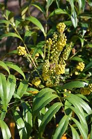 Soft caress is a great evergreen shade shrub that gets yellow flowers in the late fall and winter. Soft Caress Mahonia Mahonia Eurybracteata Soft Caress In Richmond Fairfax Loudoun Prince William Fredericks Virginia Va At Meadows Farms Nurseries