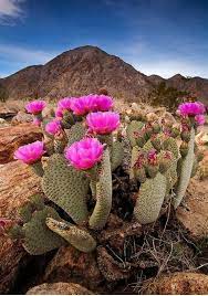 Pin By Rhonda James On Background Image Cacti And Succulents Desert Flowers Plants