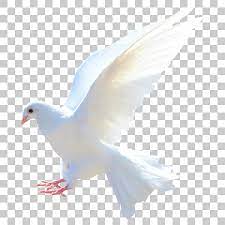 Dove Bird Png Image With Transparent Background Desktop Background Pictures Studio Background Images Red Background Images