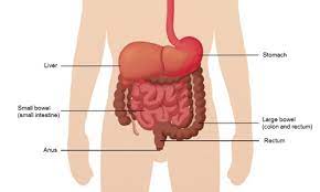 A change in bowel habits, such as diarrhea, constipation, or narrowing of the stool, that lasts for more than a few days a feeling that you need to have a bowel movement that is not relieved by having one rectal bleeding with bright red blood blood in the stool, which might make it look dark brown or black Bowel Colorectal Cancer Symptoms Treatment Southern Cross Nz