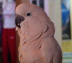 While most of these are white in color, some come in shades of gray, pink, black, and deep blue. Peach Umbrella Cockatoo I Want One It S Pink Cockatoo Small Pets Bird Feathers