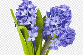 Dried lavender flowers may be used for wedding confetti. Flower Lavender Hyacinth Plant Violet Bouquet Of Flowers Blue Flowers Lilac Png Pngwing