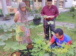 Lengkuas merupakan tanaman yang sering dijumpai di indonesia. Guru Ini Tanam Cili Cara Fertigasi Di Sekolah Jana Pendapatan Lumayan Hingga Cecah Rm20 Ribu Sungguh Inspirasi Keluarga