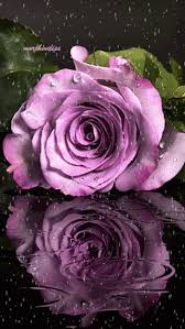 We offer a lot of flowers animated gif that are not available anywhere else online. Bunch Gifaya