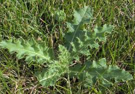 Check spelling or type a new query. Broadleaf Weed Control Mark S Lawn Service Inc