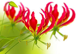 Image result for Gloriosa