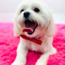 Maybe you would like to learn more about one of these? Spaw Day Mobile Grooming Salon 38 Photos Pet Groomers San Antonio Tx Phone Number
