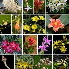 Image result for Secamone parvifolia