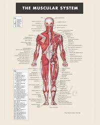 Digital Print Instant Download Muscular System Anatomy