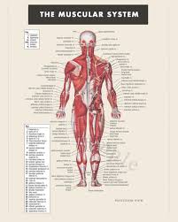 digital print instant download muscular system anatomy